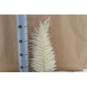 Japan Deco Long Fern White 10 Pcs