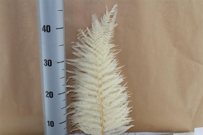 <h4>Japan Deco Long Fern White 10 Pcs</h4>