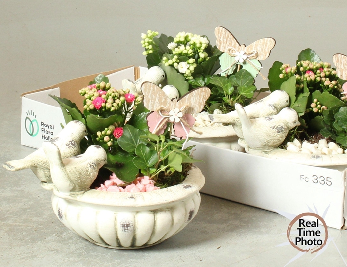 <h4>ARR KAMERPL</h4>