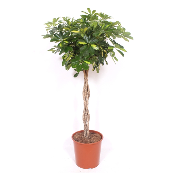 <h4>Schefflera arboricola 'Gold Capella'</h4>