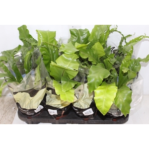 ASPLENIUM VARIADO P14