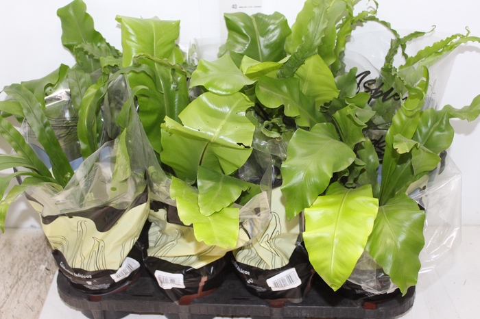 <h4>ASPLENIUM VARIADO P14</h4>