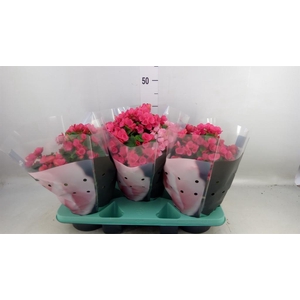 Begonia elat. EN 'Betulia Pink'