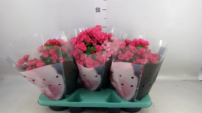 <h4>Begonia elat. EN 'Betulia Pink'</h4>