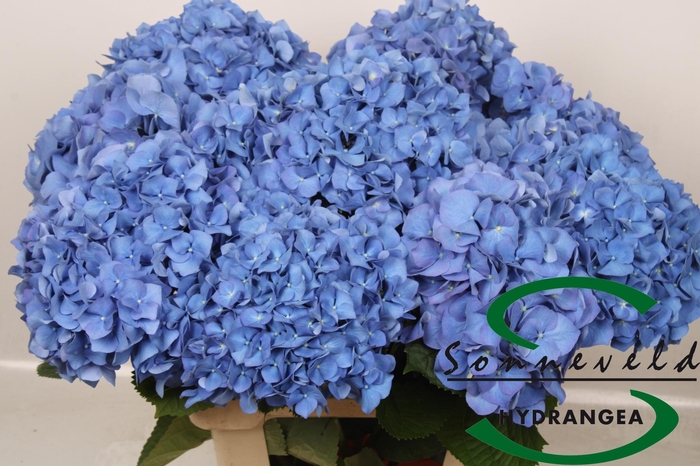 <h4>HYDR M CH PIMPERNEL</h4>