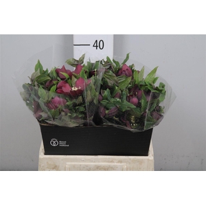 Hell Or Queens Red (x15)