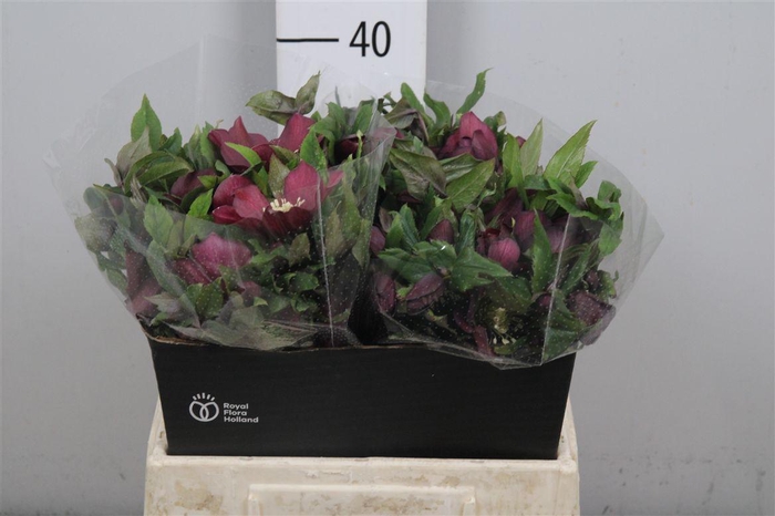 <h4>Hell Or Queens Red (x15)</h4>