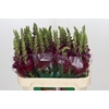 Antirrhinum Opus Red