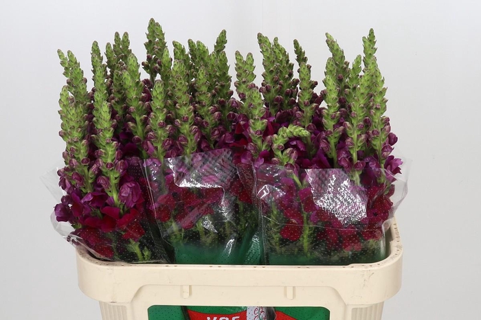 <h4>Antirrhinum Opus Red</h4>