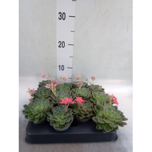 Graptopetalum tacitus   ...bloeiend
