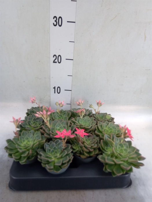<h4>Graptopetalum tacitus   ...bloeiend</h4>