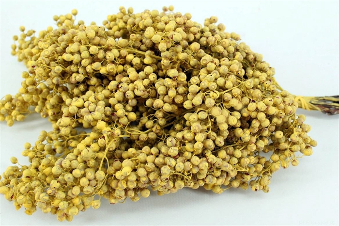 Schinus M Pt Yellow Bunch