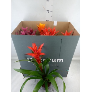 Guzmania   ...mix