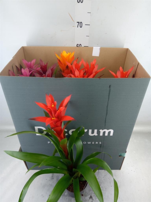 <h4>Guzmania   ...mix</h4>