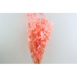 Dried Lunaria Salmon 90cm P Bunch