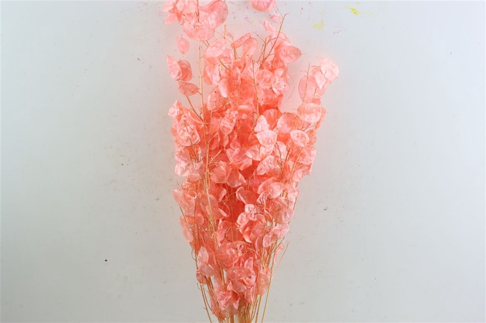 <h4>Dried Lunaria Salmon 90cm P Bunch</h4>