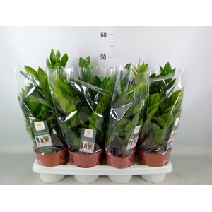 Zamioculcas zamiifolia