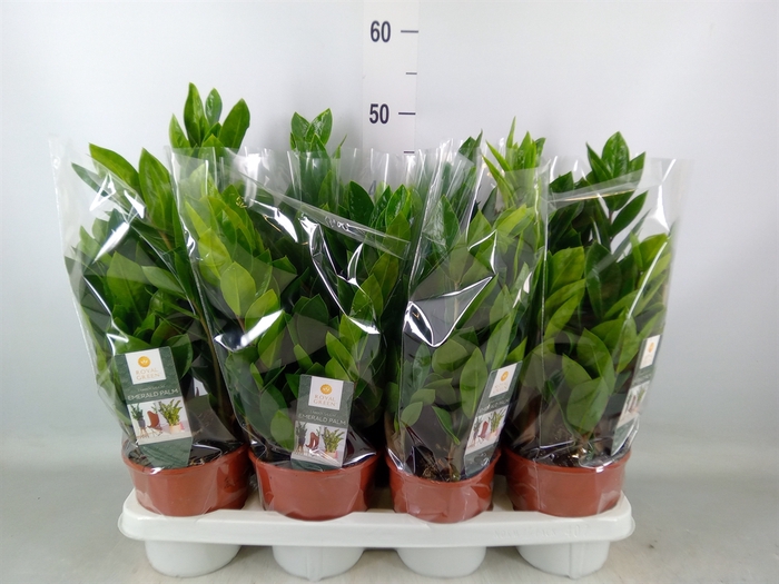 <h4>Zamioculcas zamiifolia</h4>