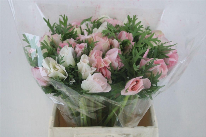 <h4>Anem Mistral Super Rosa Chiaro</h4>