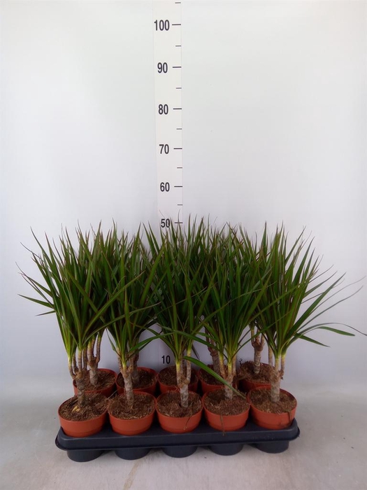 <h4>Dracaena marg.</h4>