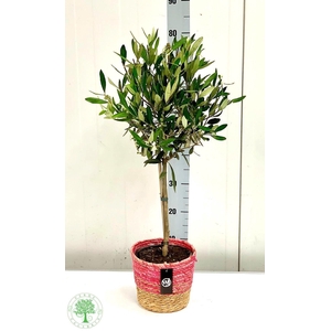 OLEA EUROPAEA