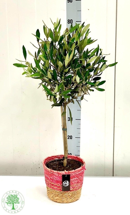 <h4>OLEA EUROPAEA</h4>
