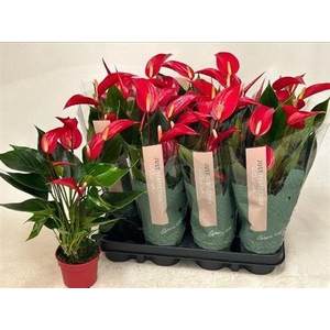 Anthu Banderola Roja 5-6+