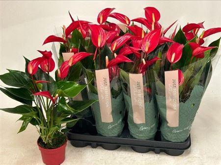<h4>Anthu Banderola Roja 5-6+++</h4>