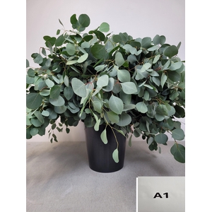 EUC POPULUS PER STEEL-SP-