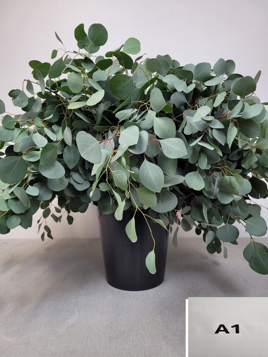 <h4>EUC POPULUS PER STEEL-SP-</h4>