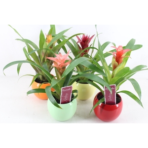 arr3 ZS - Guzmania bolpot mix