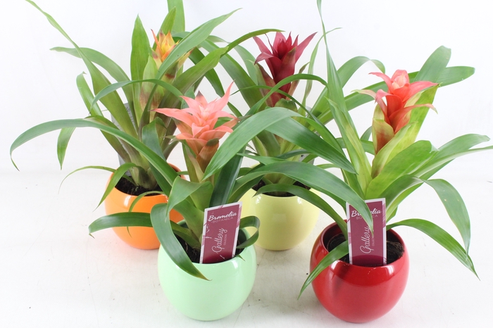 <h4>arr3 ZS - Guzmania bolpot mix</h4>