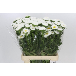 Callistephus Matsumoto White