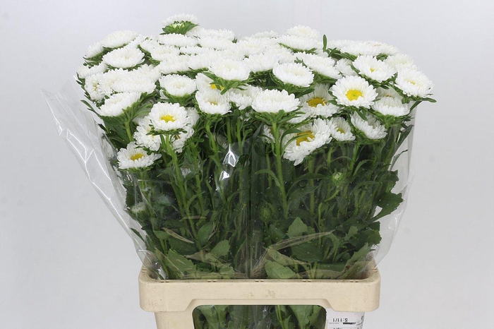 <h4>Callistephus Matsumoto White</h4>