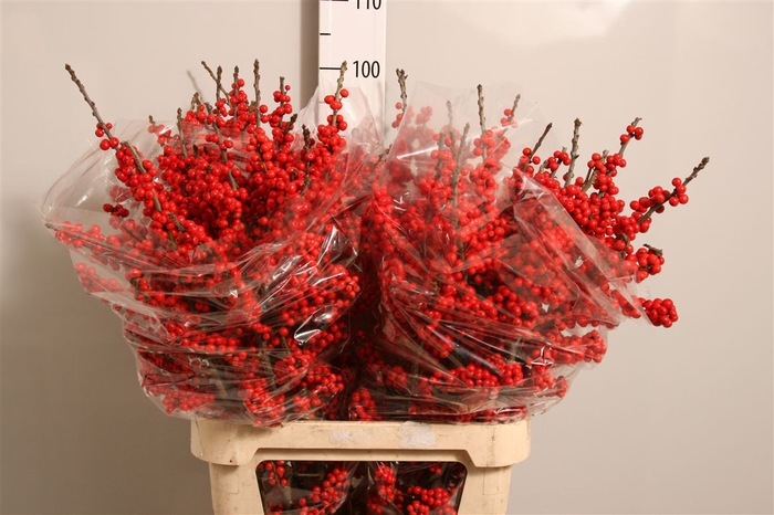 <h4>Ilex Ve Rode Bes</h4>