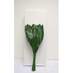 Aspidistra 80cm Bos