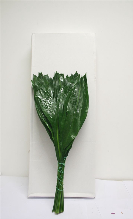<h4>Aspidistra 80cm Bos</h4>