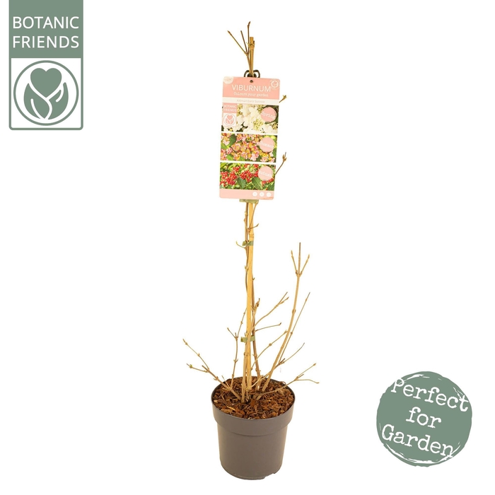 <h4>Viburnum ' Kilimandjaro Sunrise' ®</h4>
