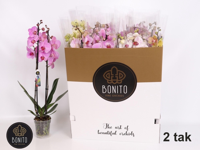 <h4>PHAL GEM 7 KL</h4>