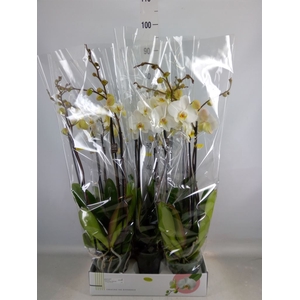 Phalaenopsis   ...white