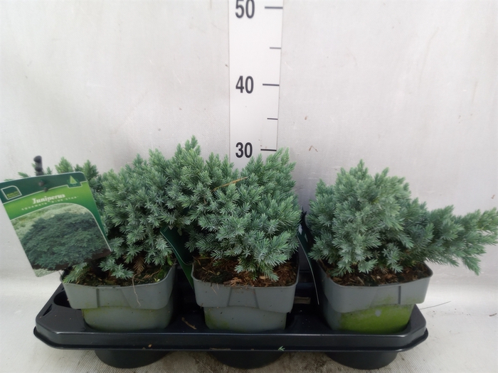 <h4>Juniperus squamata 'Blue Star'</h4>