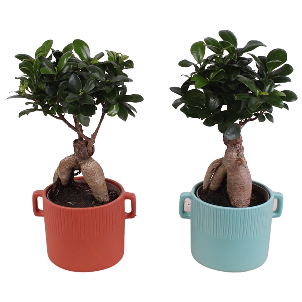 <h4>Ficus m. Ginseng Ball Shape Ø12cm in Ø17cm Ceramic EV463</h4>