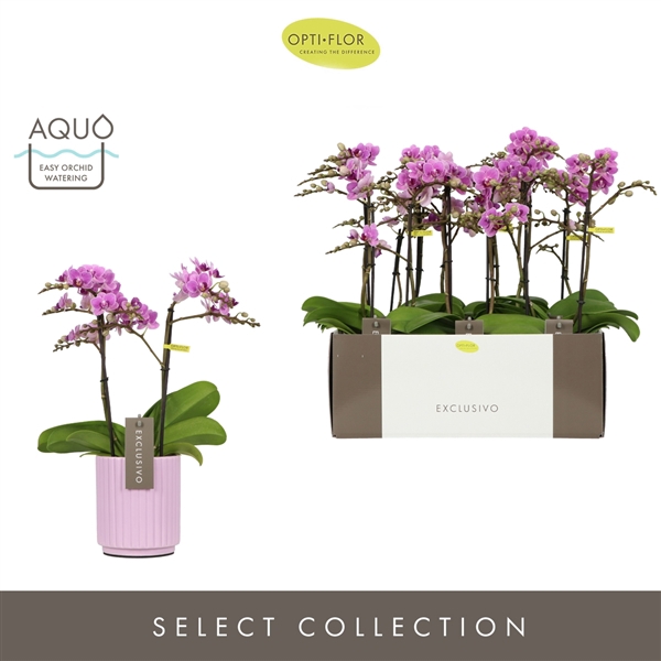 Exclusivo Violet Queen 2 spike in Molise Lilac Aquo