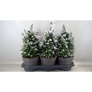 Chamaecyparis thyo. 'Top Point'