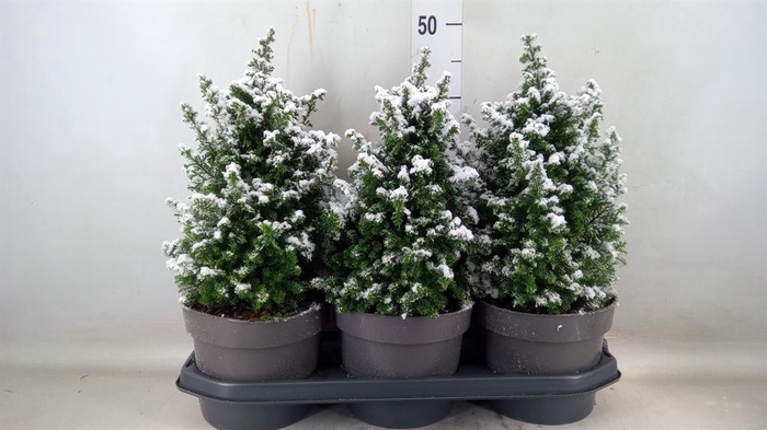 <h4>Chamaecyparis thyo. 'Top Point'</h4>