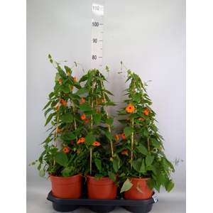 Thunbergia  'Suzie Orange wEye'