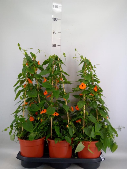 <h4>Thunbergia  'Suzie Orange wEye'</h4>