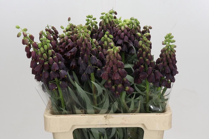 <h4>Fritillaria Persica</h4>