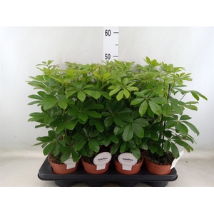Schefflera arbor. 'Nora'