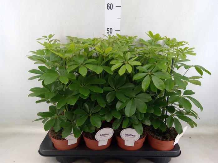 <h4>Schefflera arbor. 'Nora'</h4>